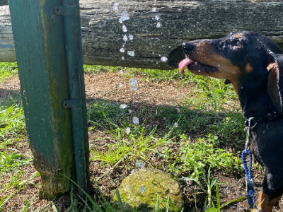 Dachshund – Carlingford