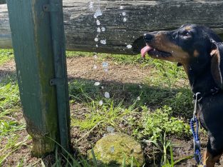 Dachshund – Carlingford