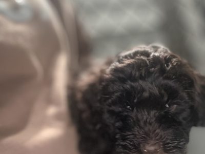 Cavoodle – Greystanes