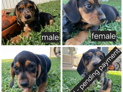 Other Dogs – Emerald