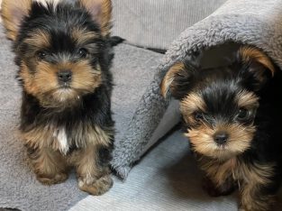 Yorkshire Terrier – Yarrawonga