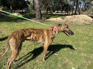 Greyhound – Geelong