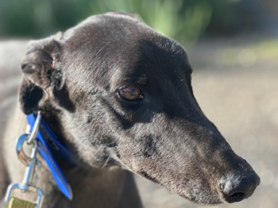 Greyhound – Geelong