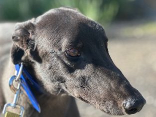 Greyhound – Geelong