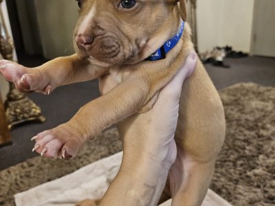 American Bulldog – Westmead