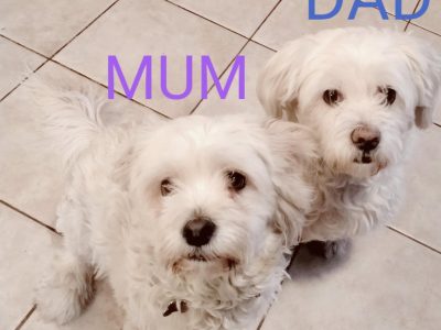 Maltese Shih Tzu – Golden Grove