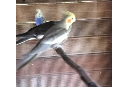 Cockatiel – Wyoming