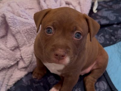 Staffordshire Bull Terrier – Gold Coast