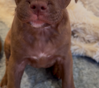 Staffordshire Bull Terrier – Lauren