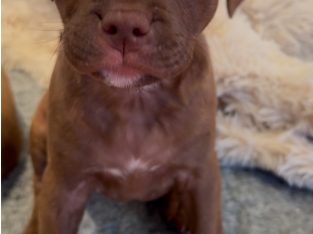 Staffordshire Bull Terrier – Lauren