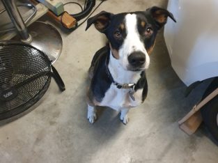 Australian Kelpie – Rothwell