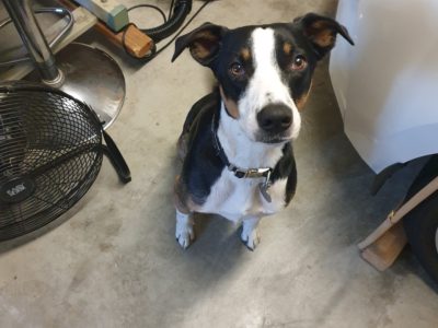 Australian Kelpie – Rothwell