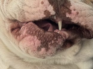 British Bulldog – Ashmore