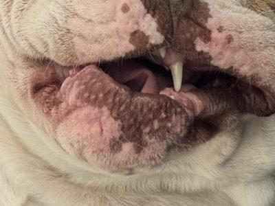 British Bulldog – Ashmore