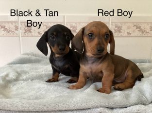 Miniature Dachshund – Samford Valley