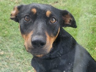 Australian Kelpie – Park Ridge