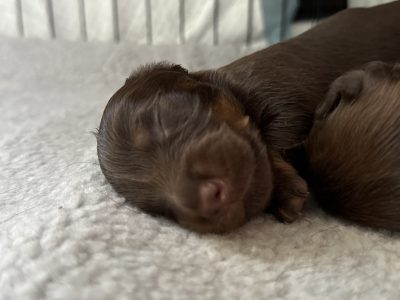 Dachshund – Bassendean