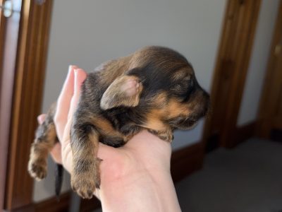 Dachshund – Bassendean