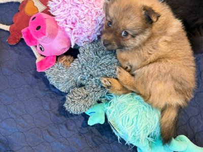 Pomeranian – Geelong