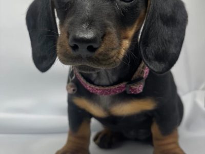 Dachshund – Langwarrin