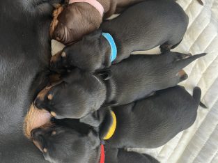 Dachshund – Casino