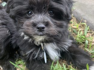 Small Dogs – Holsworthy