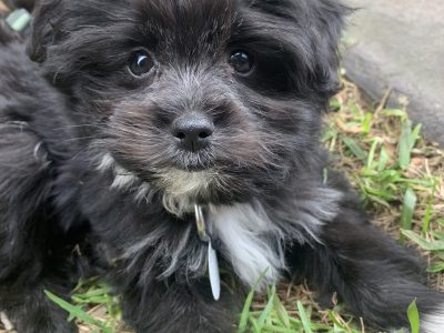 Small Dogs – Holsworthy