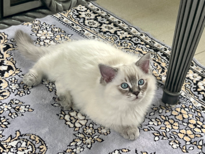 Ragdoll – Carlingford