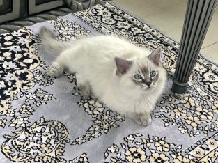 Ragdoll – Carlingford