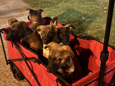 Belgian Malinois – Tingalpa