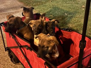 Belgian Malinois – Tingalpa