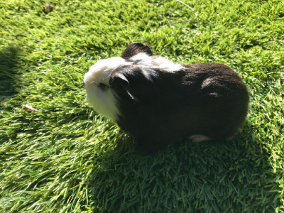 Guinea Pig – South Morang
