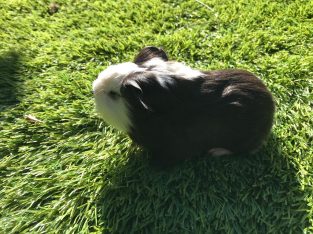 Guinea Pig – South Morang