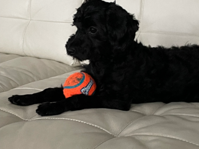 Labradoodle – Violetta Demming