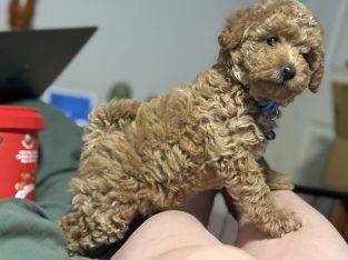 Toy Poodle – Dubbo