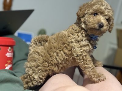 Toy Poodle – Dubbo
