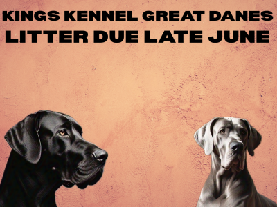 Great Dane – Emu Plains