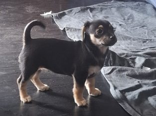 Small Dogs – Kambalda East