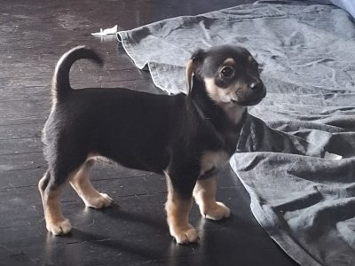 Small Dogs – Kambalda East