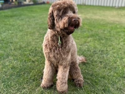 Labradoodle – Ben Vuleta