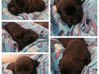 American Staffordshire Bull Terrier – Penrith