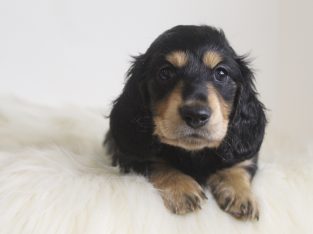 Miniature Dachshund – Yamba