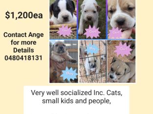 Mastiff – Mathinna