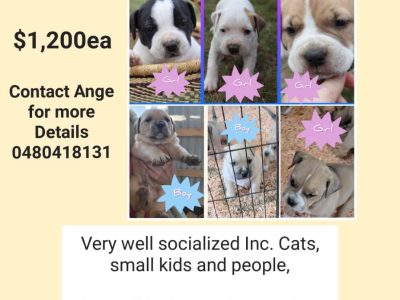 Mastiff – Mathinna