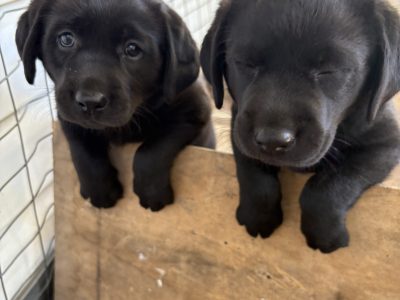 Labrador Retriever – Coonamble