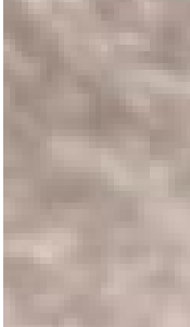 Dogs – Westmeadows