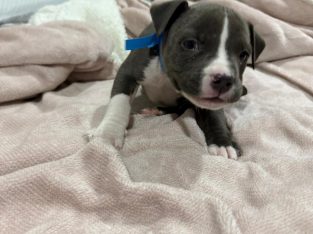 Dogs – Westmeadows