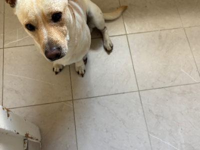 Labrador Retriever – Goulburn