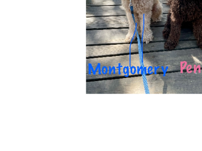 Labradoodle – Rowville