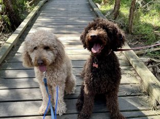 Labradoodle – Rowville